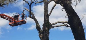 Commercial Tree Trimming in Ocala, FL