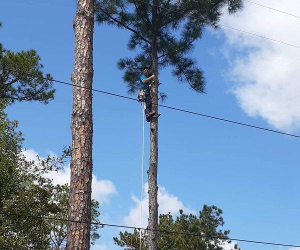 Man giving a thumbs up while high up in a tree with a chainsaw
