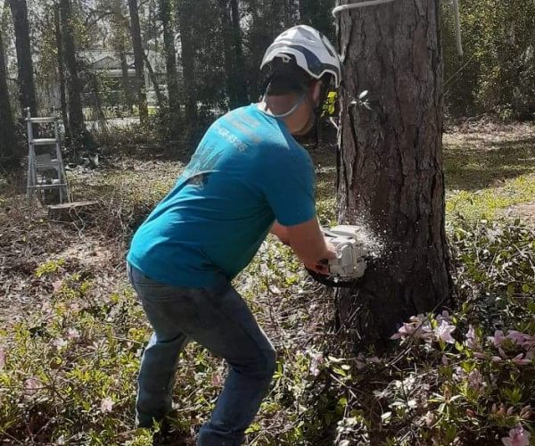 Residential Tree Removal in Ocala, FL